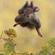 Illustration for article titled These Are the Winners of the 2015 Comedy Wildlife Awards